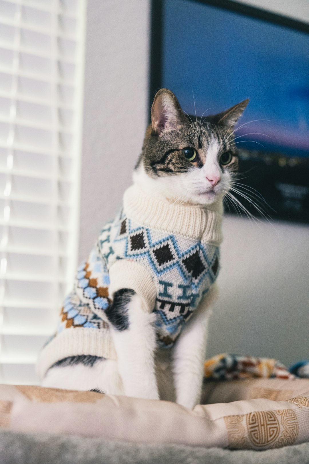 about-img a-cat-wearing-a-patterned-sweater-sits-indoors-suf06eitnog