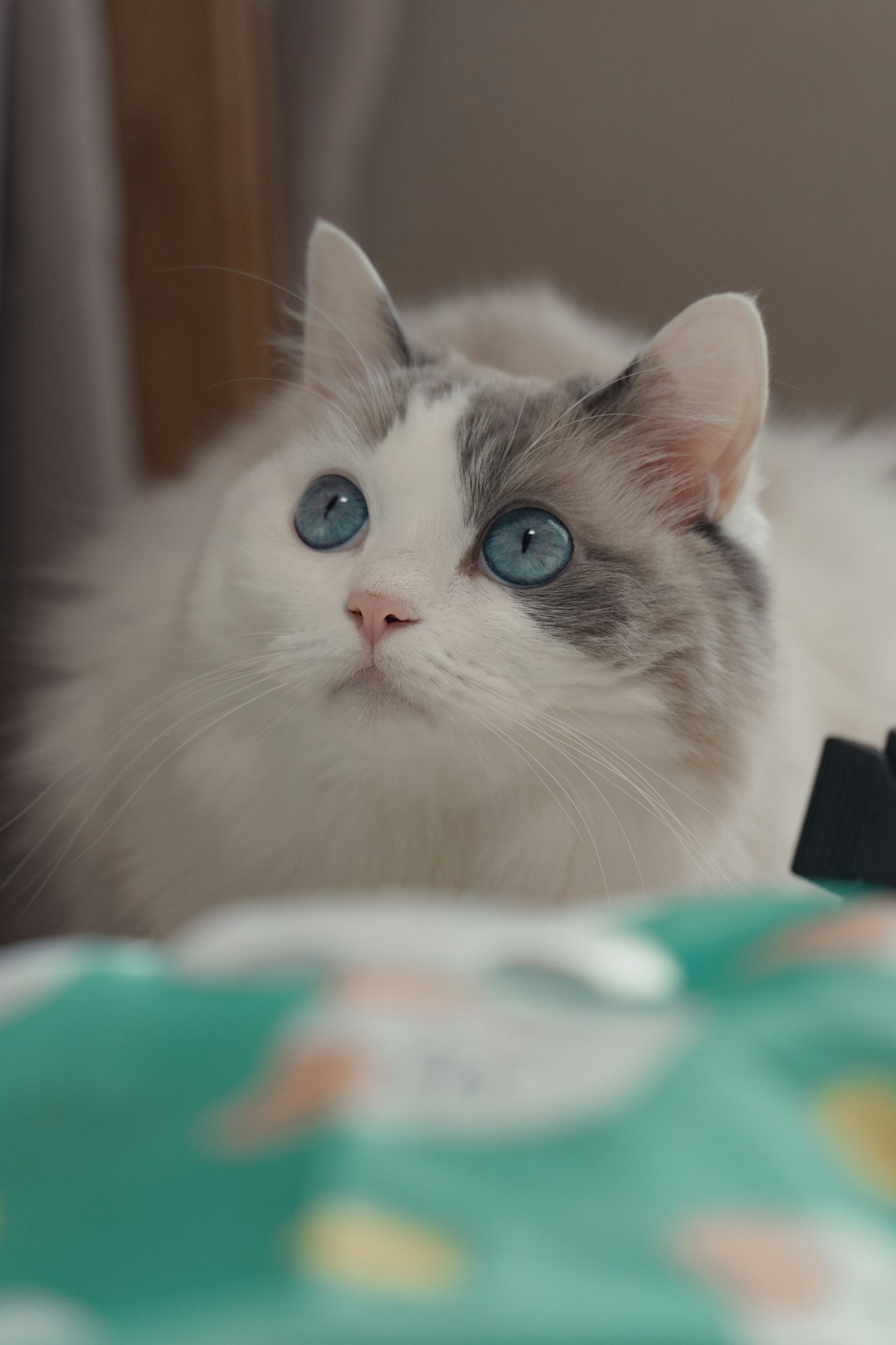 about-02 a-fluffy-white-cat-with-blue-eyes-looks-up-bqlkykf2c70