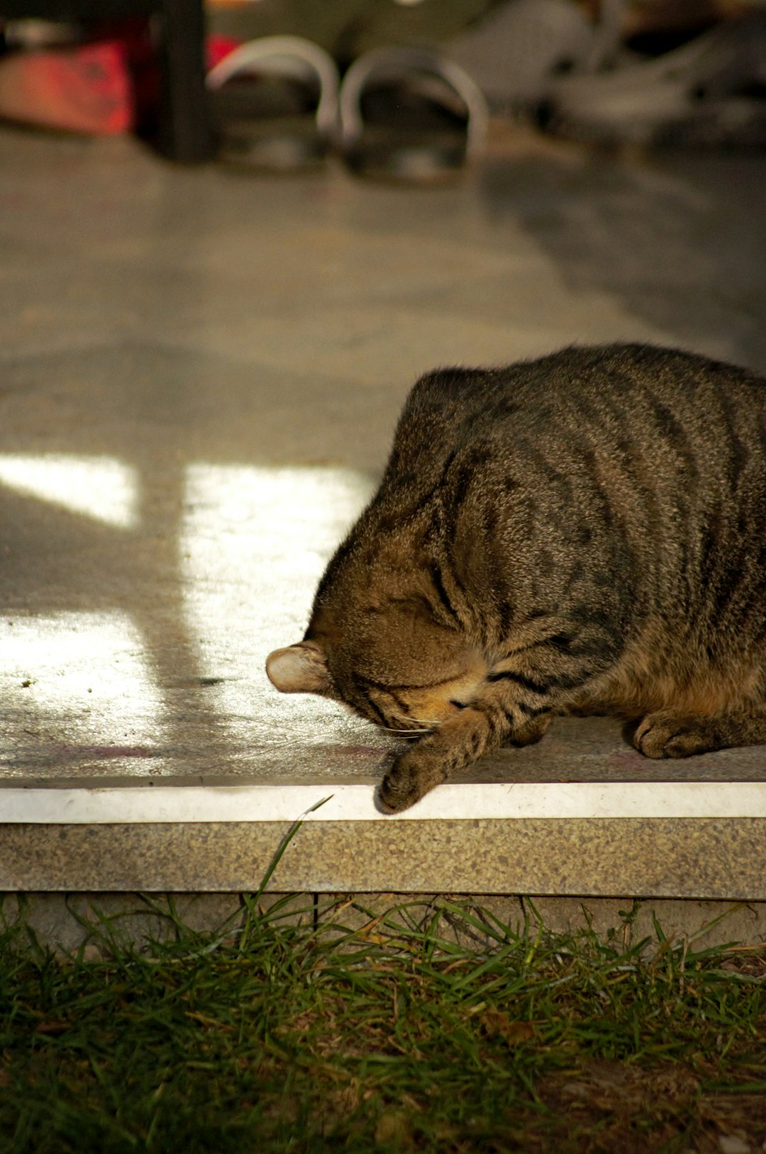 our-experience a-tabby-cat-grooming-itself-on-a-step-errrges9a3y