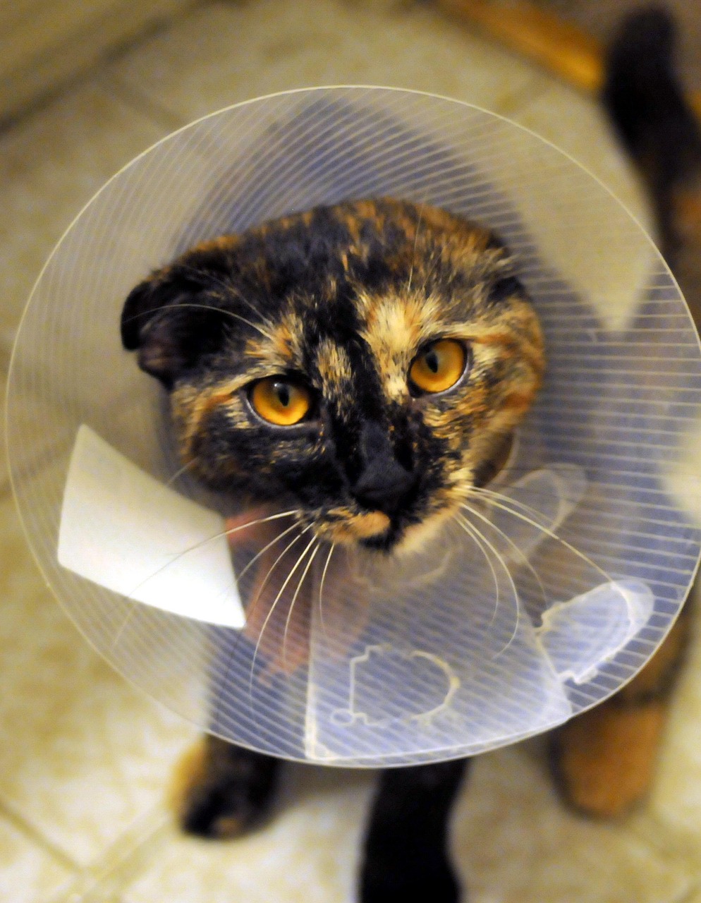 services-01 cat, collar, spayed, tortoiseshell, pet, animal, feline, domestic, nature, veterinary, kitten, care, paw, fur, whiskers, medical, mammal, tail, fluffy, tabby, surgery, patient, clinic, health, treatment, companion, brown health, brown medical, brown care