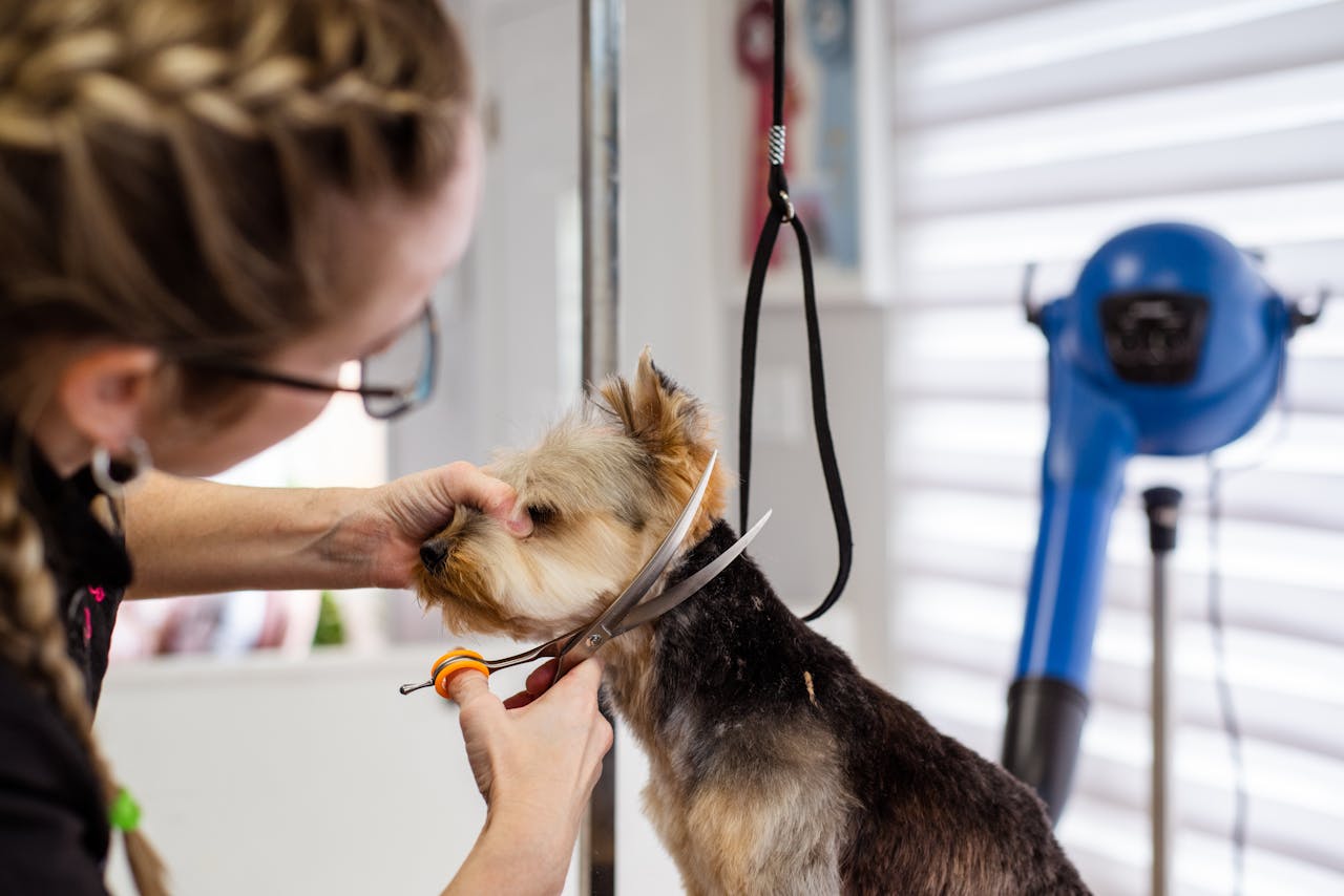 gallery-1 A woman expertly trims a small dog's fur in a professional pet grooming salon.