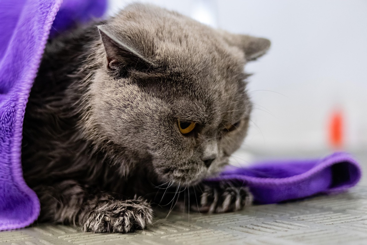 gallery-4 grooming, animal, cat, pet care, pet, feline, pet salon, kitten