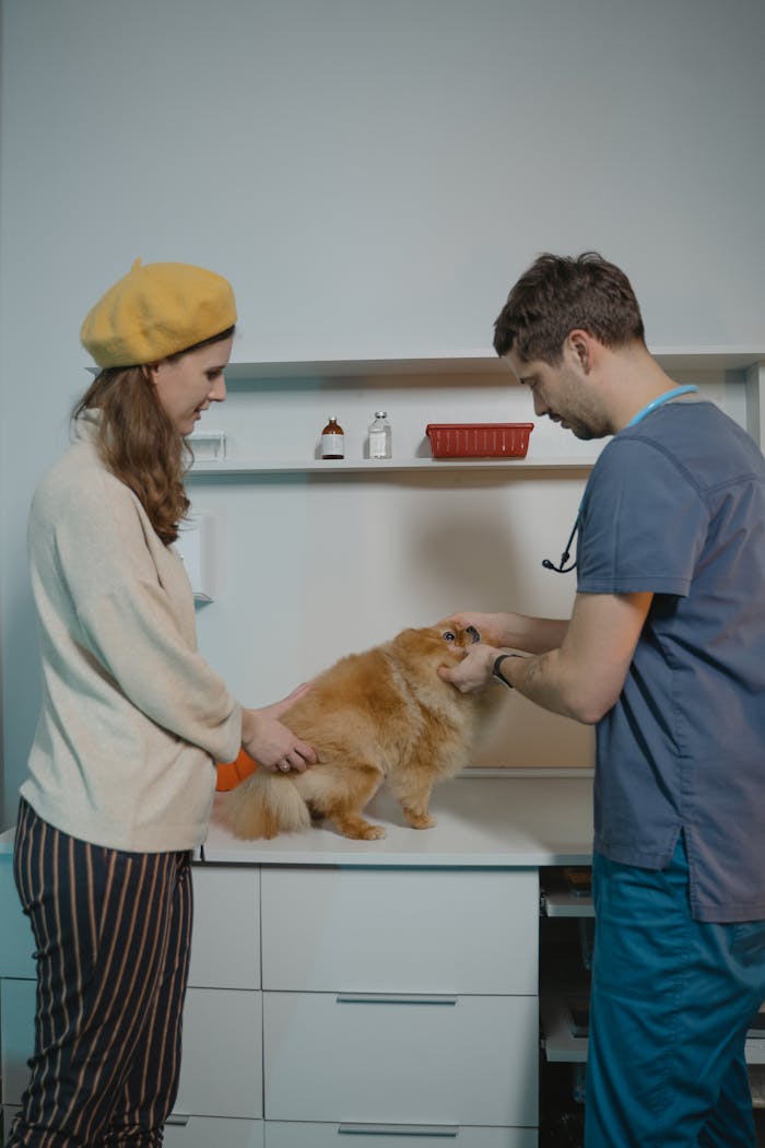 gallery-2 A veterinarian examines a Pomeranian dog with an owner nearby in a clinic setting.